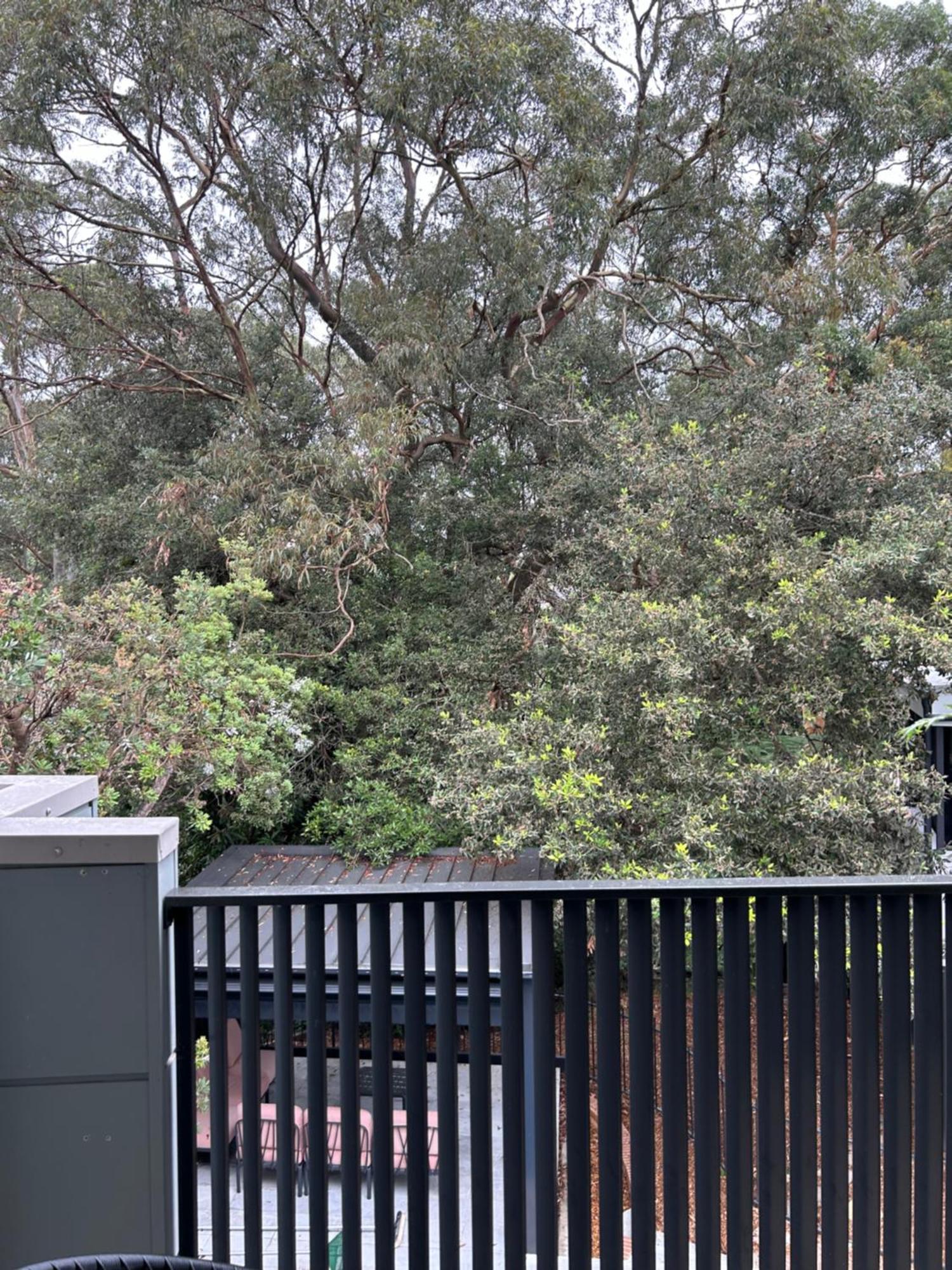 Bushland Setting Close To Sydney Cbd- Stand Alone Apartment 外观 照片